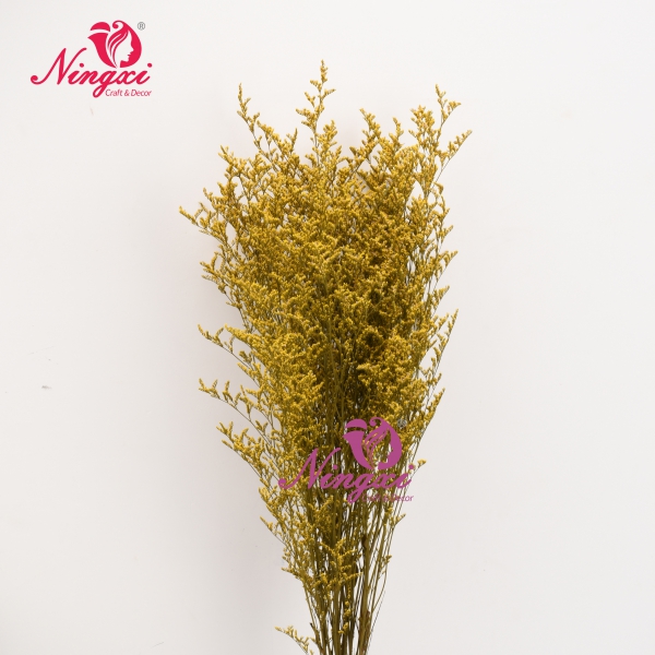 Limonium