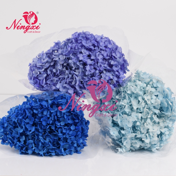 ANA HYDRANGEA