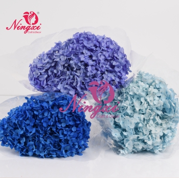 ANA HYDRANGEA
