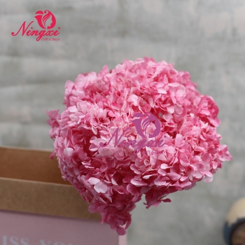 HYDRANGEA