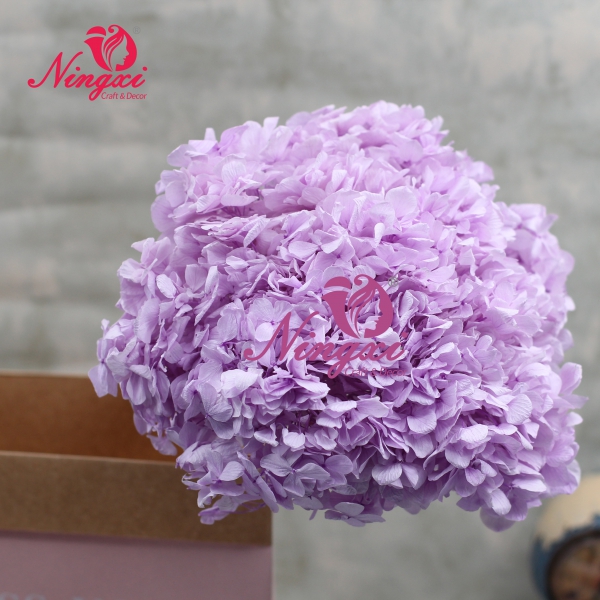 HYDRANGEA