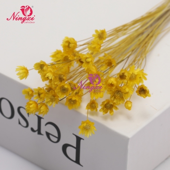 MIKADO(小星花)