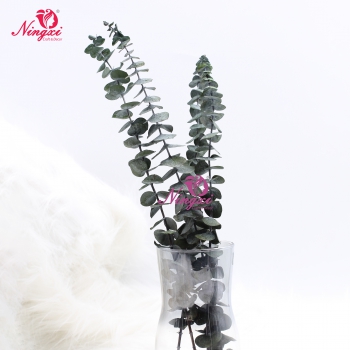 eucalyptus