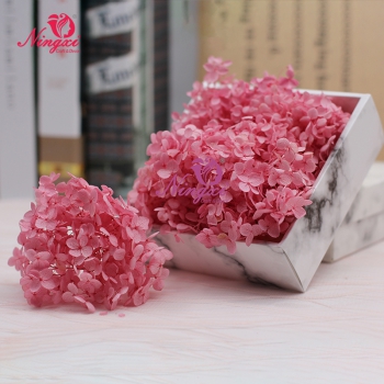 HYDRANGEA