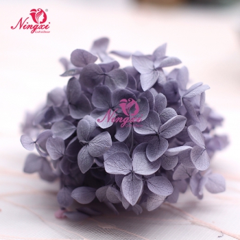 HYDRANGEA