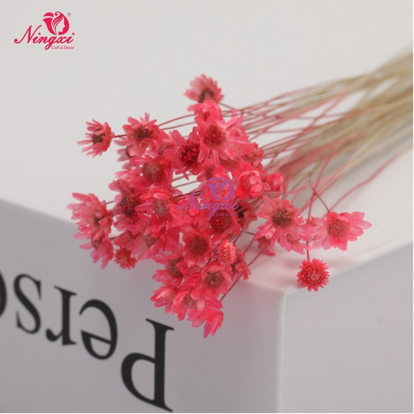 MIKADO(小星花)