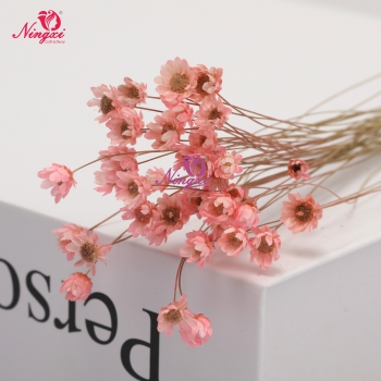MIKADO(小星花)