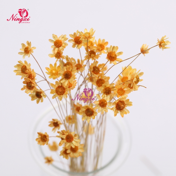 MIKADO(小星花)