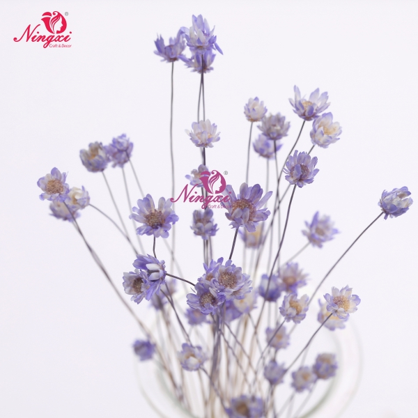 MIKADO(小星花)