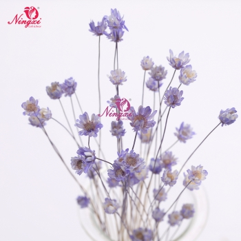 MIKADO(小星花)