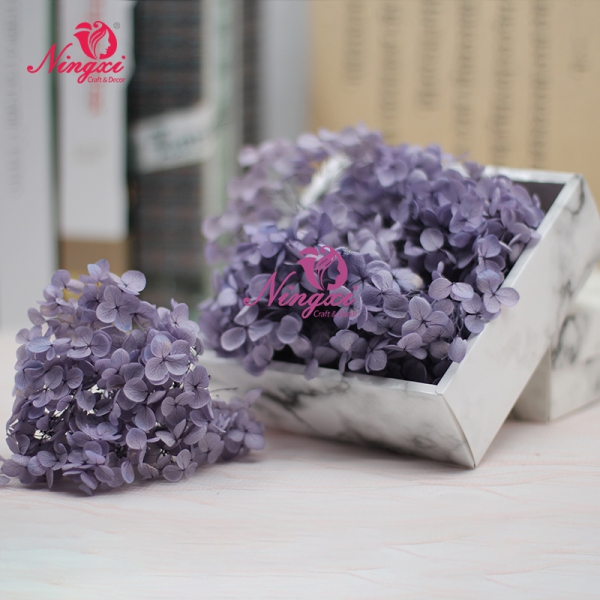 HYDRANGEA