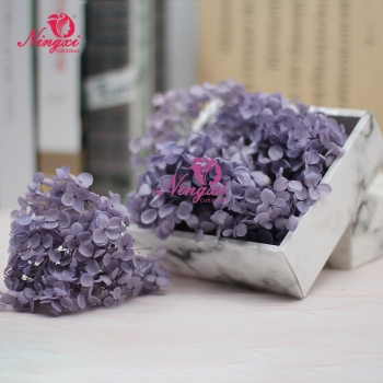 HYDRANGEA