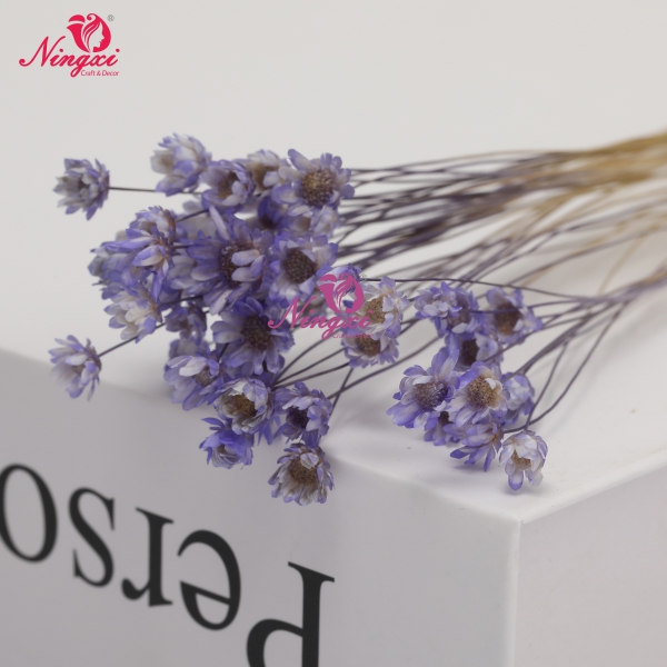 MIKADO(小星花)