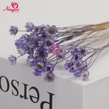 MIKADO(小星花)