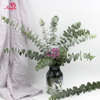 eucalyptus