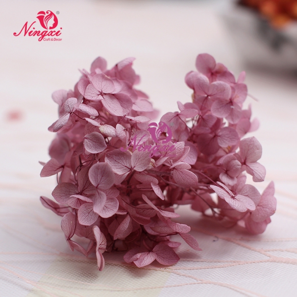 HYDRANGEA