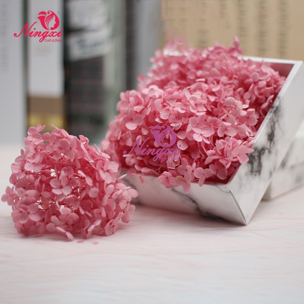 HYDRANGEA
