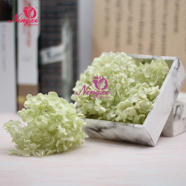 HYDRANGEA