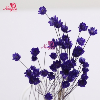 MIKADO(小星花)