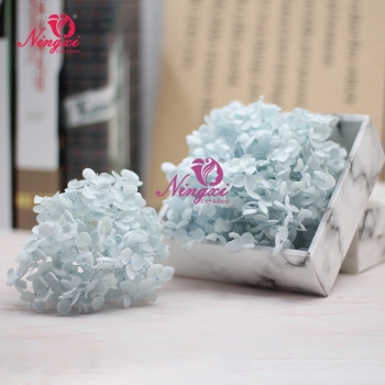 HYDRANGEA