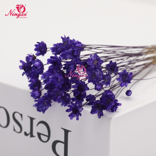 MIKADO(小星花)