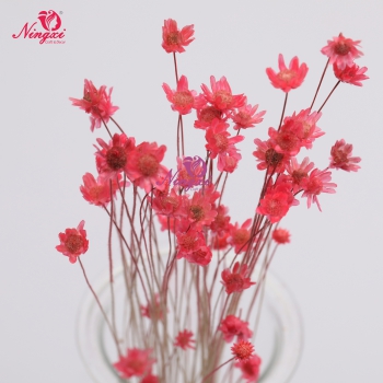 MIKADO(小星花)