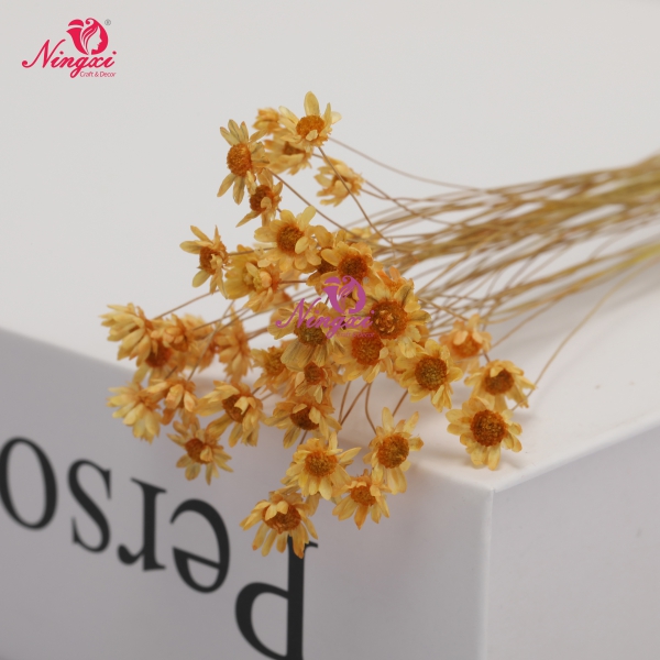 MIKADO(小星花)
