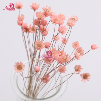 MIKADO(小星花)