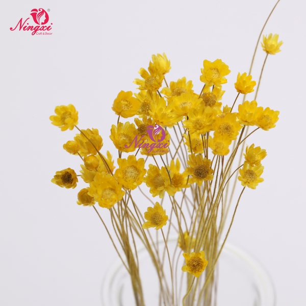 MIKADO(小星花)