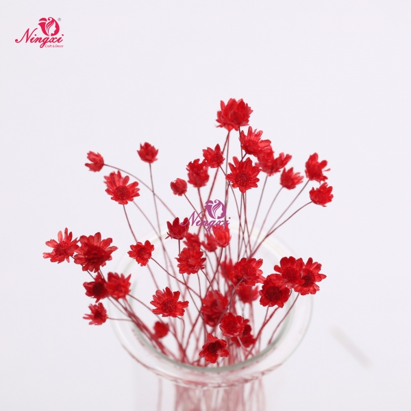 MIKADO(小星花)