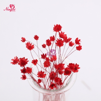 MIKADO(小星花)