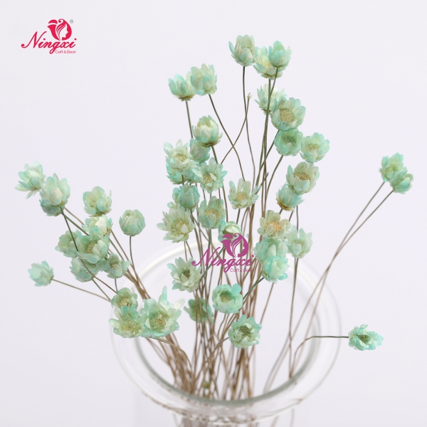 MIKADO(小星花)