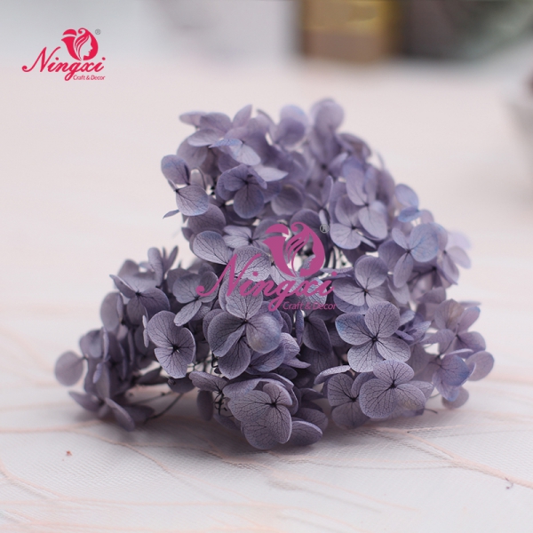 HYDRANGEA